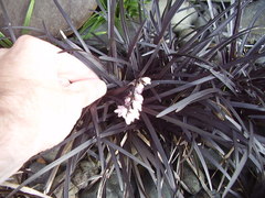 Ophiopogon planiscapus