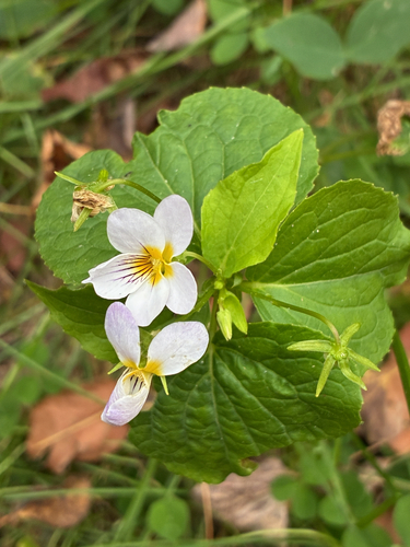 Canada Violet
