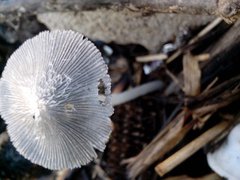 Fungi