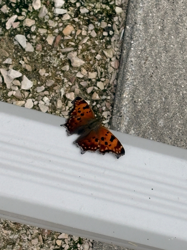 Eastern Comma