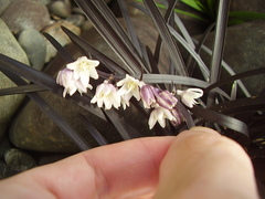 Ophiopogon planiscapus