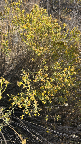 Broom Snakeweed
