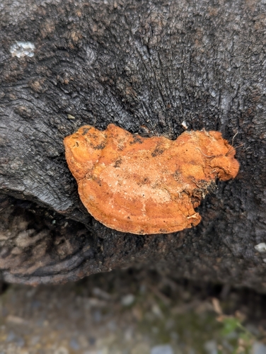 Southern Cinnabar Polypore