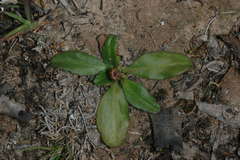 Solenogyne dominii