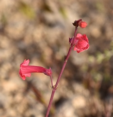 Penstemon utahensis
