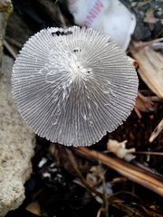 Fungi