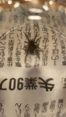 Araneae