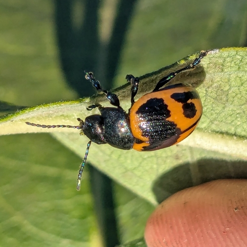 Swamp Milkweed Leaf Beetle