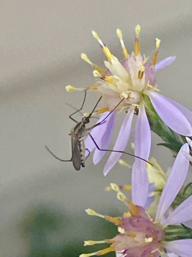 Plains Floodwater Mosquito