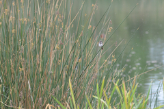 Melospiza melodia