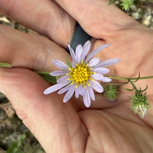 Symphyotrichum anomalum, photograph 1