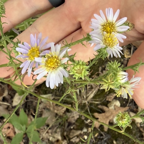 Symphyotrichum anomalum