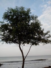 Acacia auriculiformis