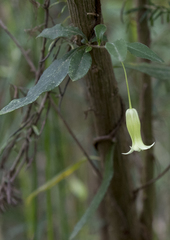Billardiera mutabilis