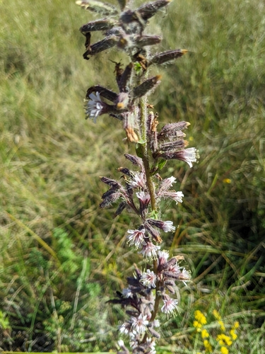 purple rattlesnake root