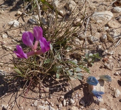 Astragalus missouriensis