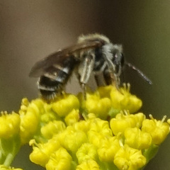 Andrena