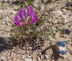 Astragalus missouriensis