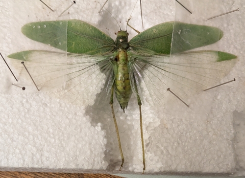 Greater Anglewing