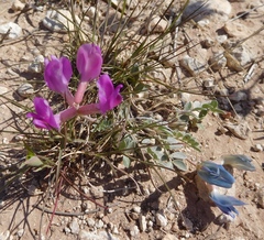 Astragalus missouriensis