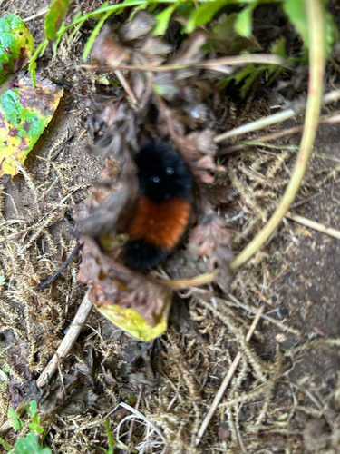 Isabella Tiger Moth