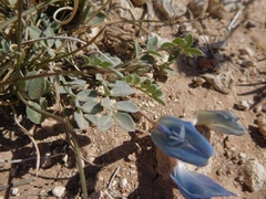 Astragalus missouriensis