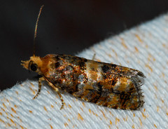 Eucopina tocullionana