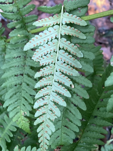 Dryopteris marginalis, photograph 3