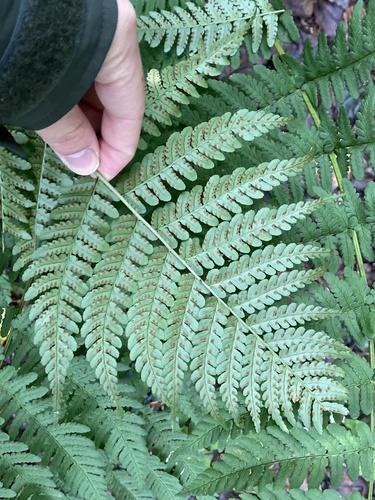 Dryopteris marginalis, photograph 4