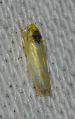 Erythridula pfrimmeri