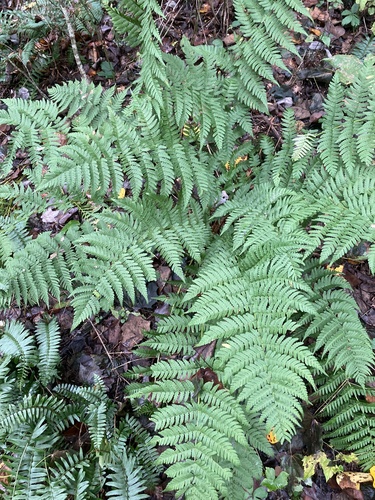 Dryopteris marginalis, photograph 5