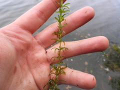 Hydrilla verticillata