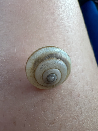 Asian Tramp Snail