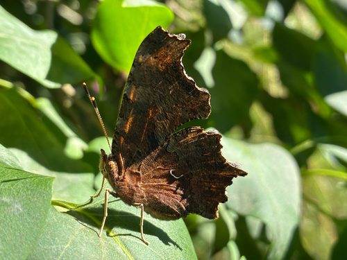 Eastern Comma