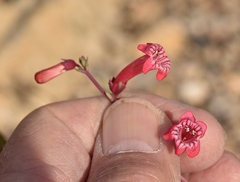 Penstemon utahensis