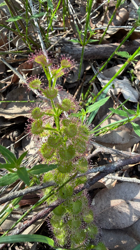 leafy sundew