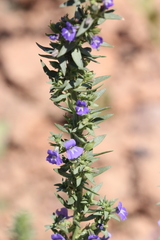 Stemodia florulenta