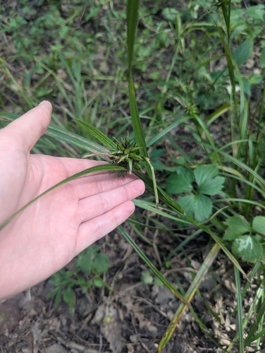 Carex grayi
