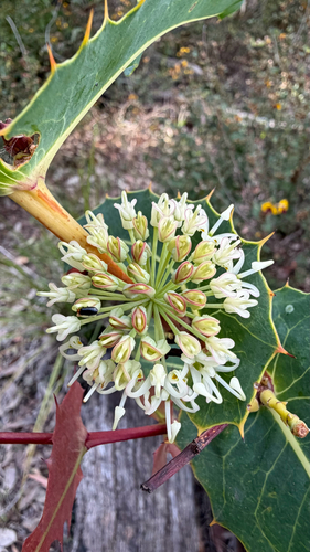 prickly hakea