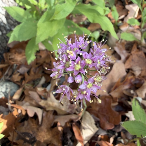 Allium stellatum, photograph 4