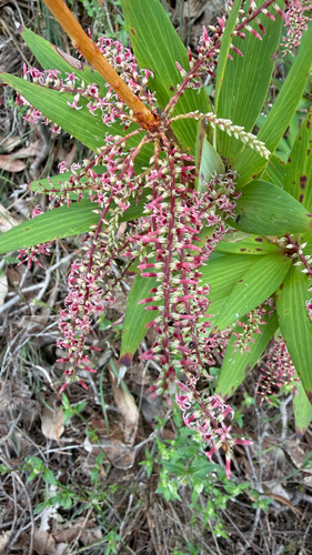 Tassel Flower