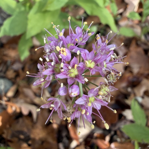 Allium stellatum, photograph 3