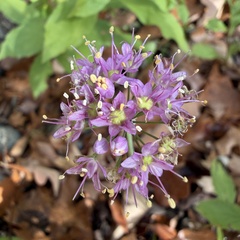 Allium stellatum, photograph author not stated, no rights reserved
