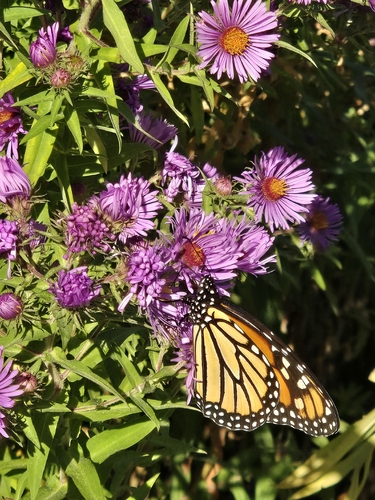 Monarch