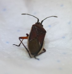 Eldarca haematomera rufipes