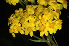 Senecio linearifolius linearifolius