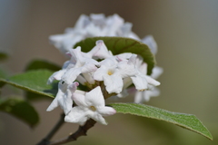Viburnum carlesii