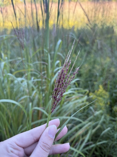 big bluestem
