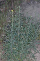 Senecio cunninghamii cunninghamii