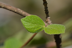 Viburnum carlesii